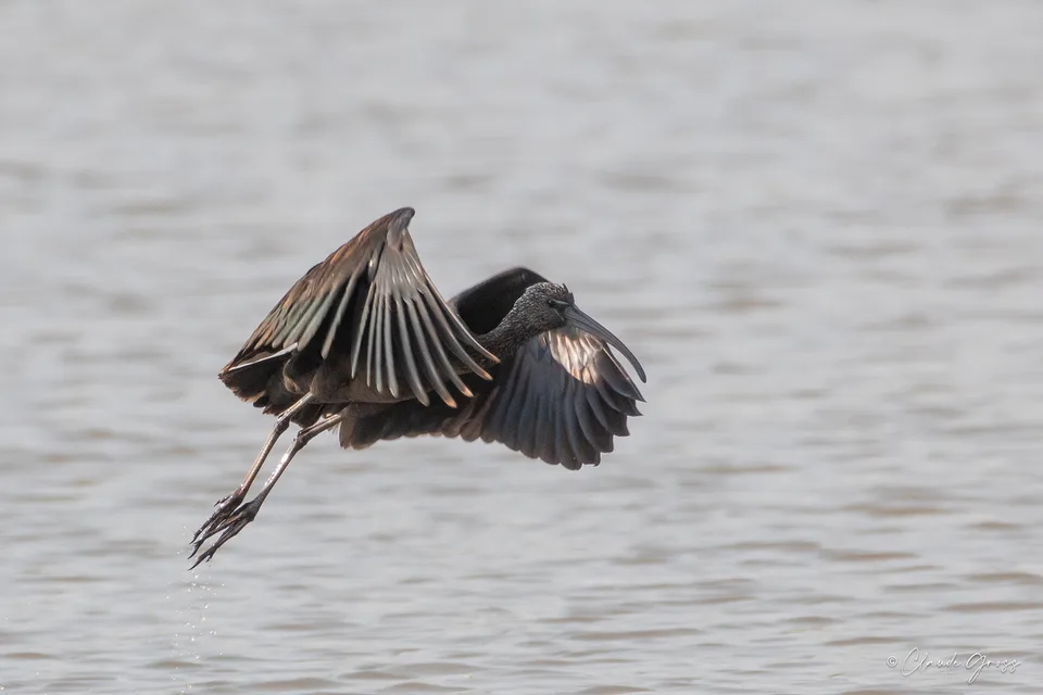 Ibis falcinelle