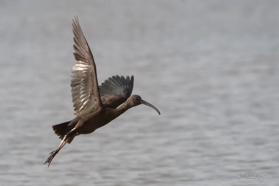 Ibis falcinelle