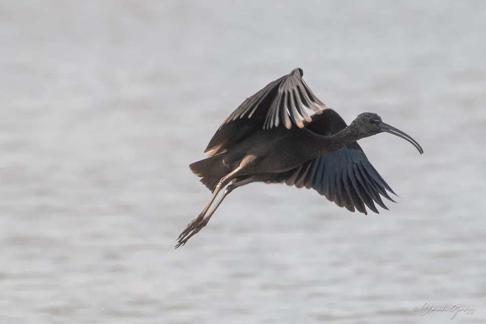 Ibis falcinelle