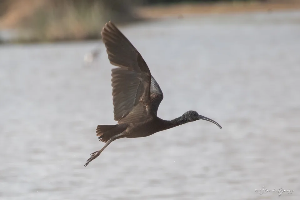 Ibis falcinelle