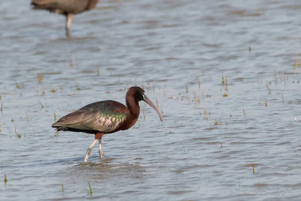 Ibis falcinelle