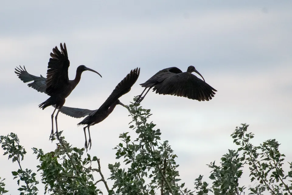Ibis falcinelle