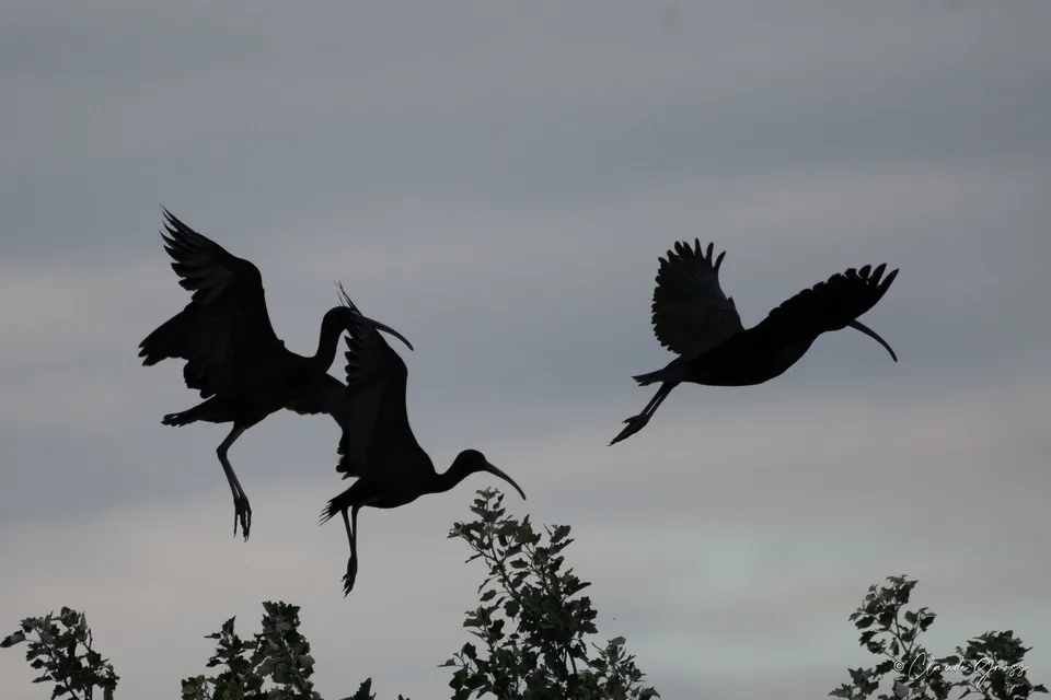 Ibis falcinelle