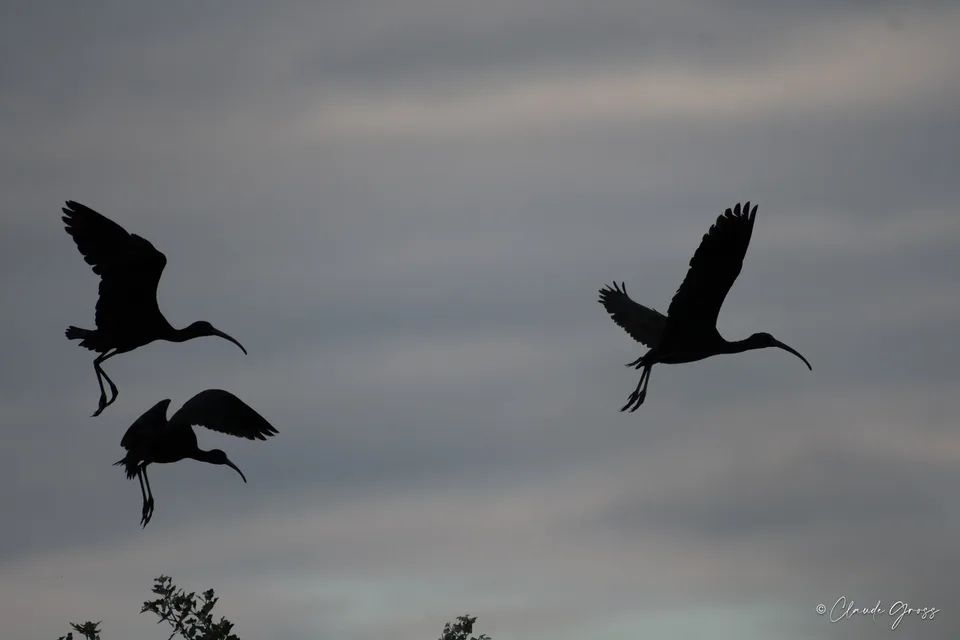 Ibis falcinelle