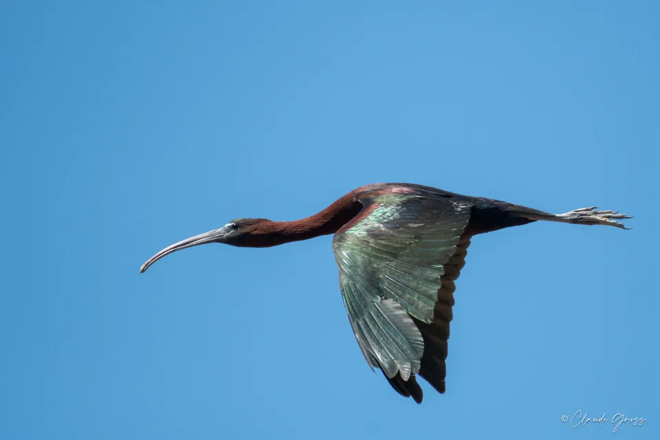 Ibis falcinelle