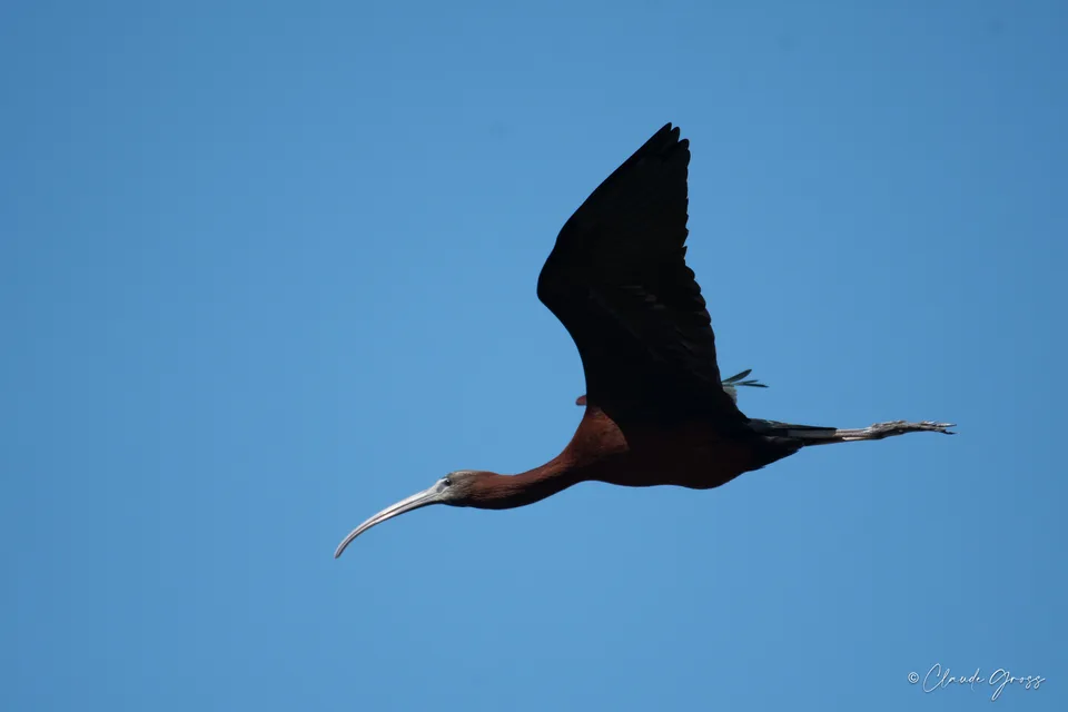 Ibis falcinelle