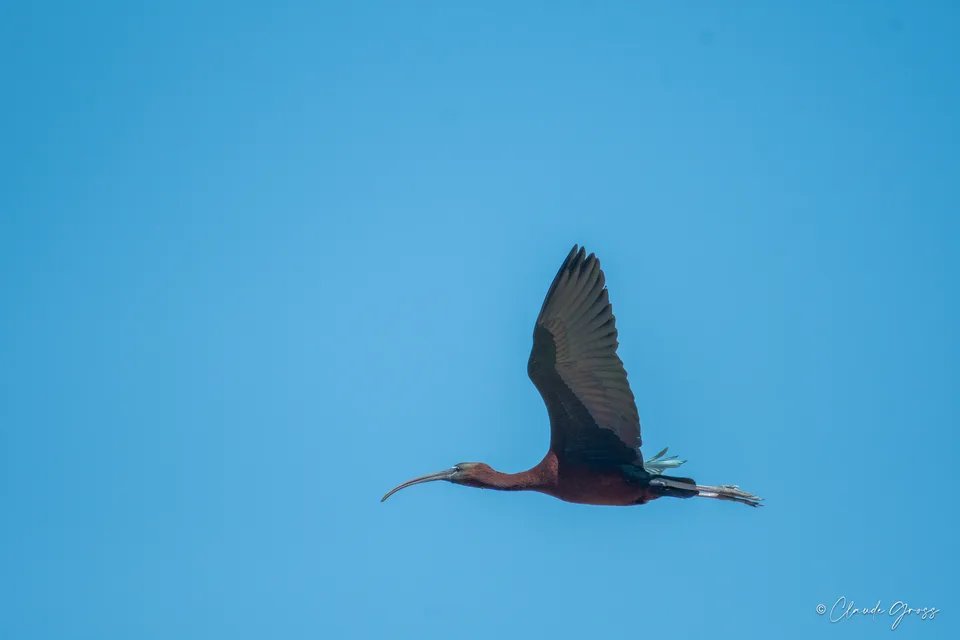 Ibis falcinelle