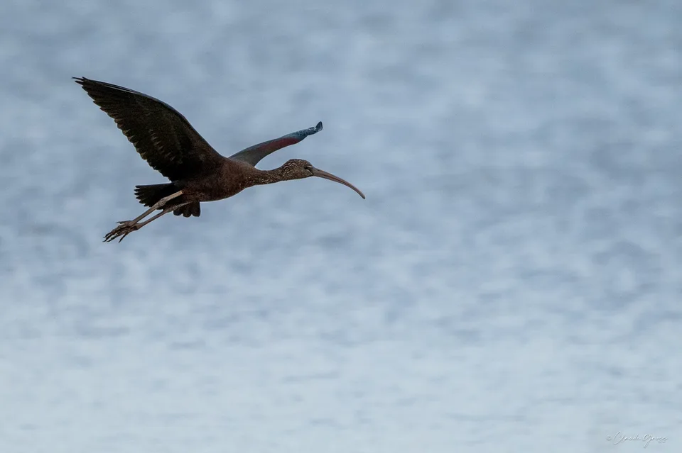 Ibis falcinelle