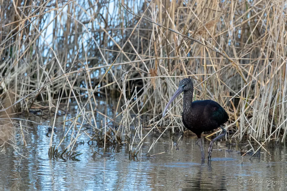 Ibis falcinelle