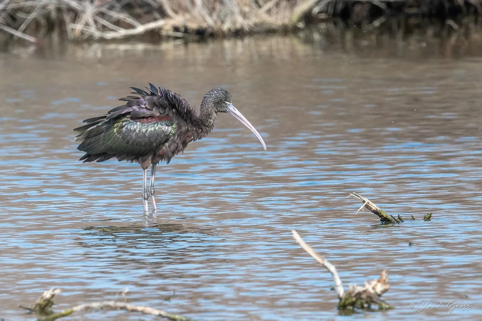 Ibis falcinelle