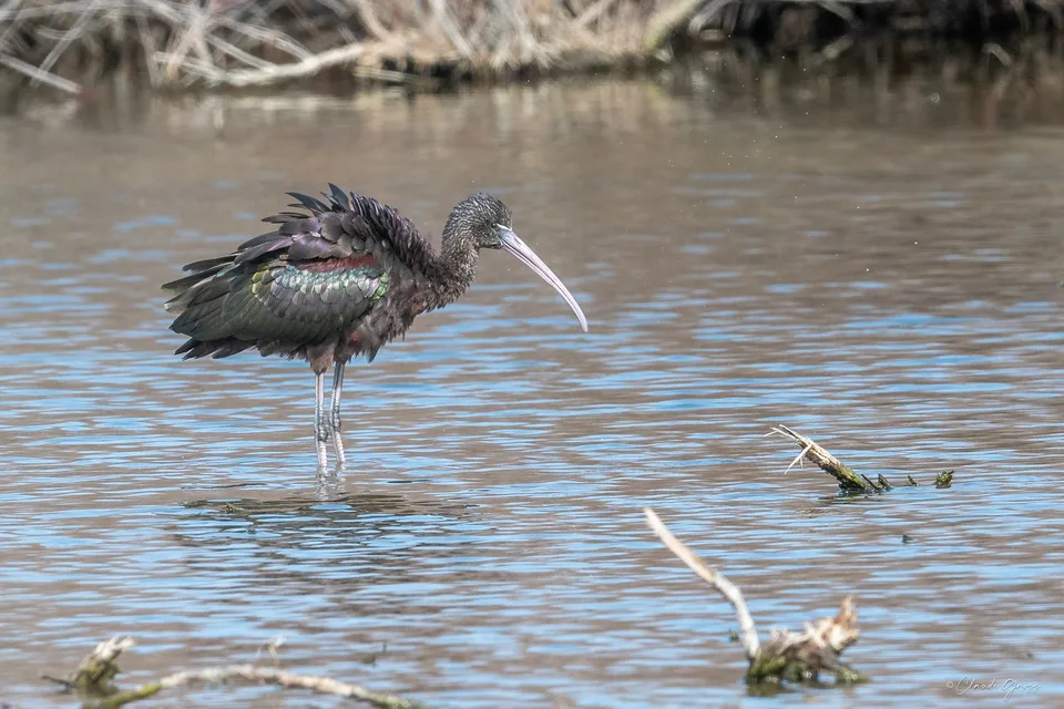 Ibis falcinelle