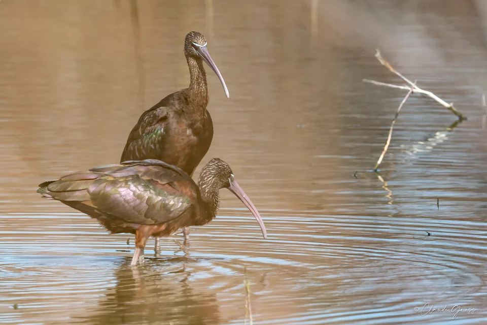 Ibis falcinelle