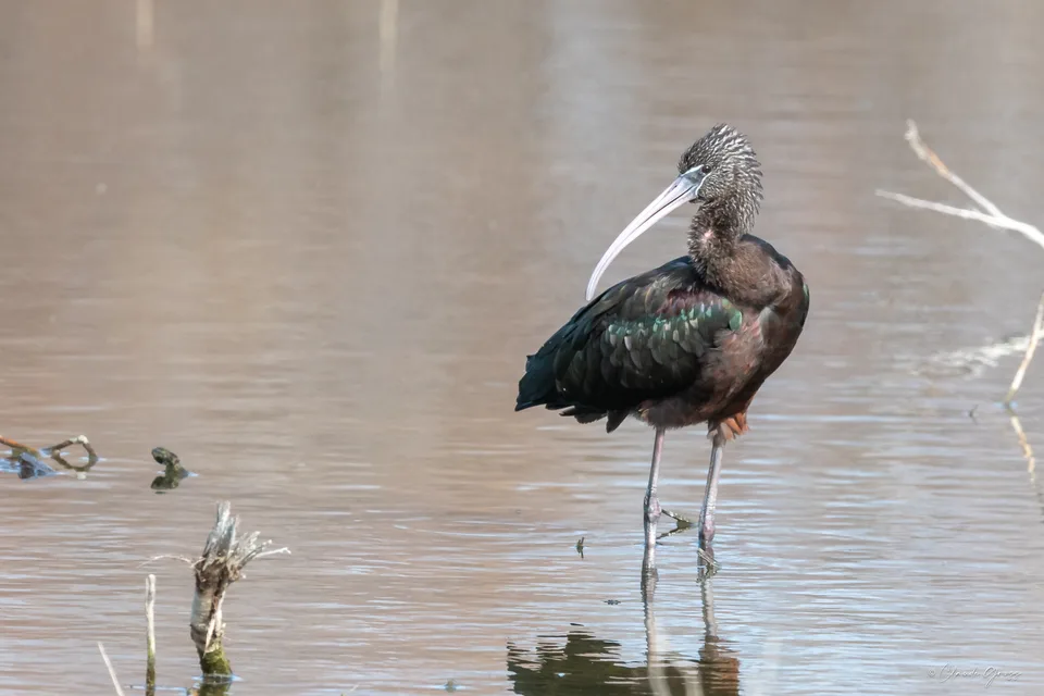 Ibis falcinelle