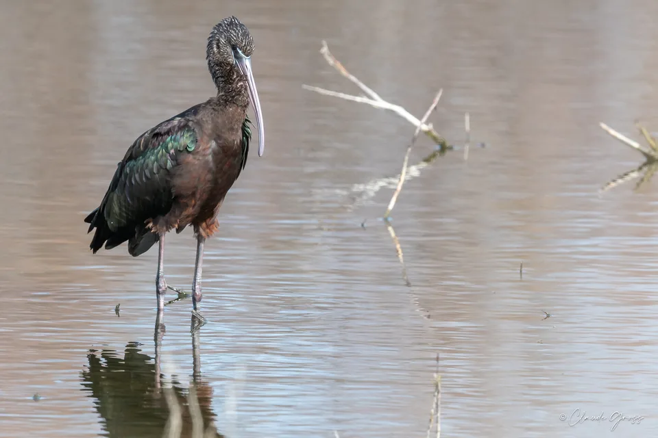 Ibis falcinelle