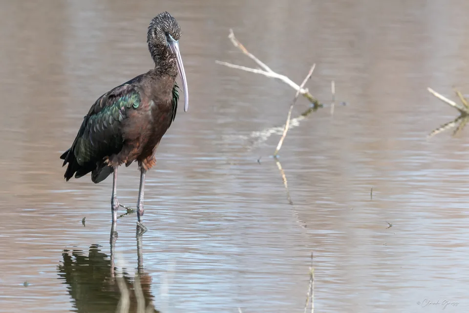 Ibis falcinelle