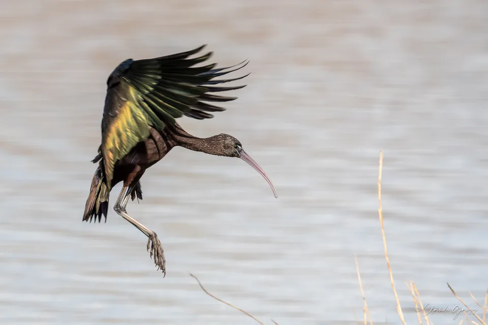 Ibis falcinelle