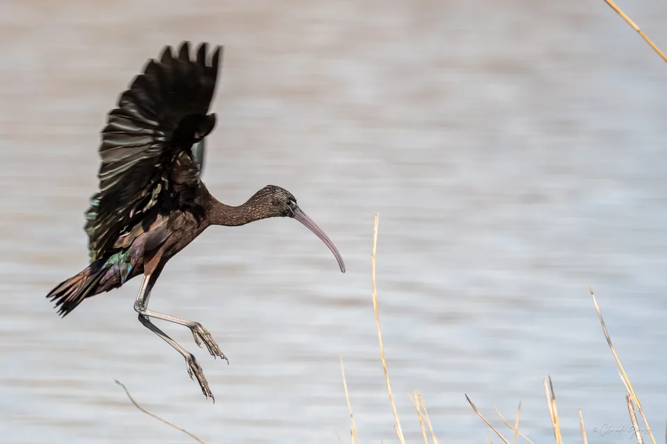 Ibis falcinelle