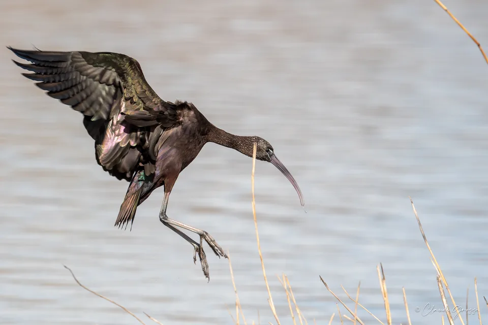 Ibis falcinelle