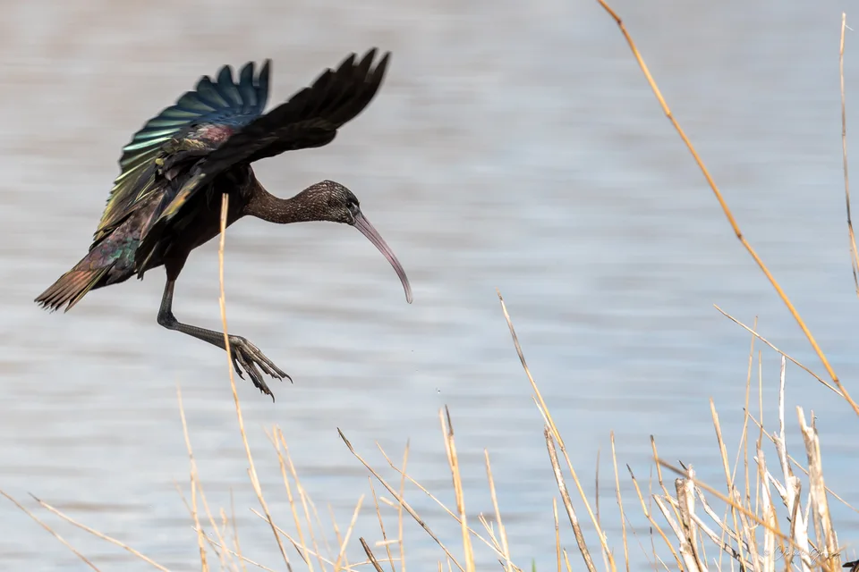 Ibis falcinelle