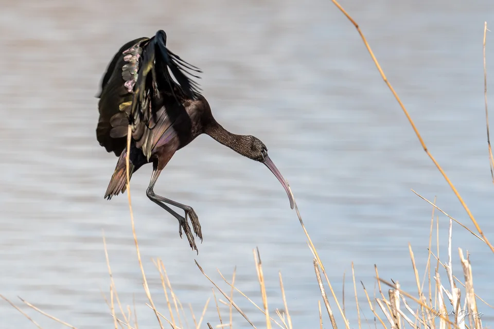 Ibis falcinelle