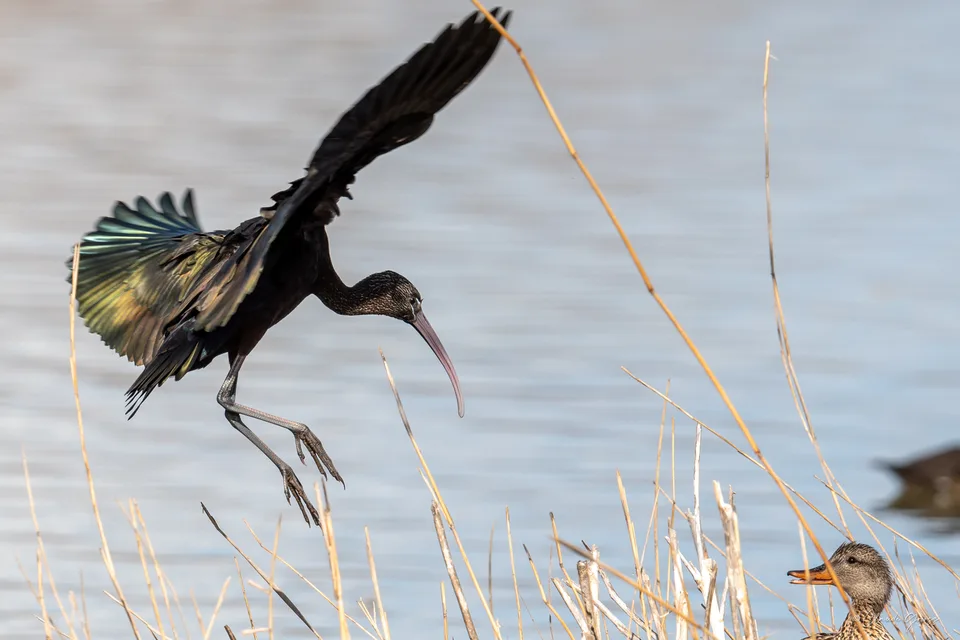 Ibis falcinelle