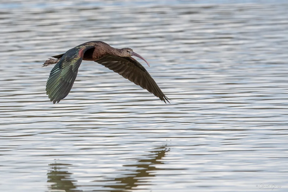 Ibis falcinelle