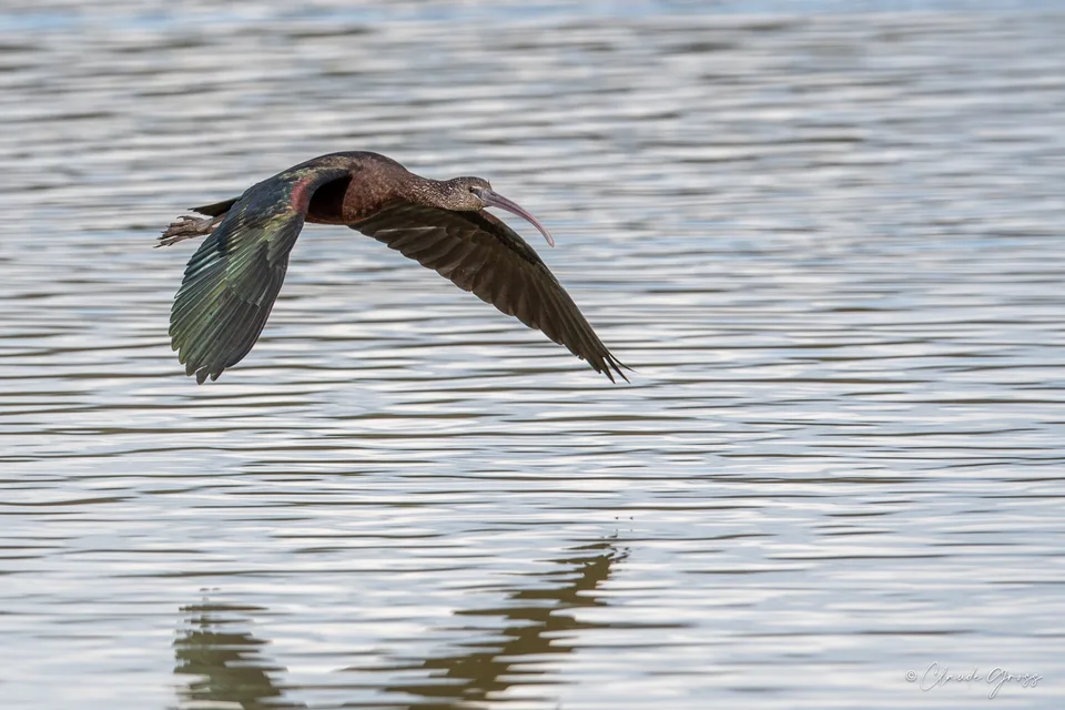 Ibis falcinelle