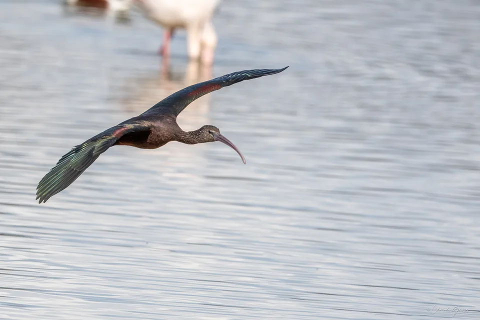 Ibis falcinelle