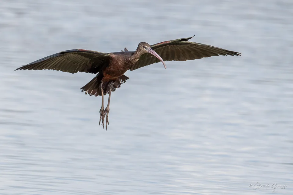 Ibis falcinelle