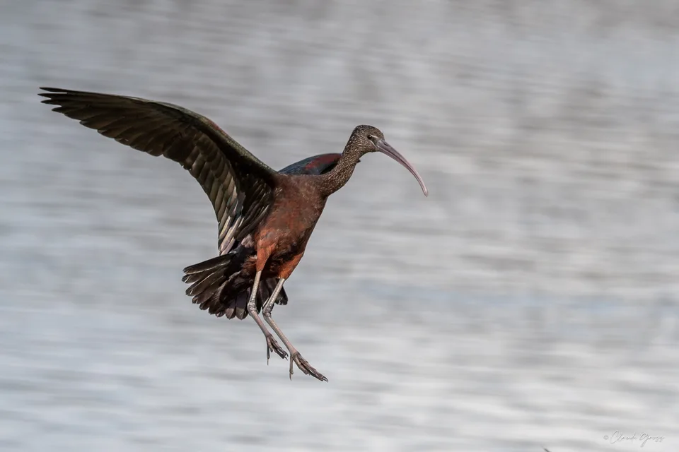 Ibis falcinelle