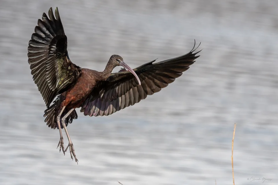Ibis falcinelle