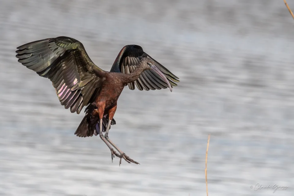 Ibis falcinelle