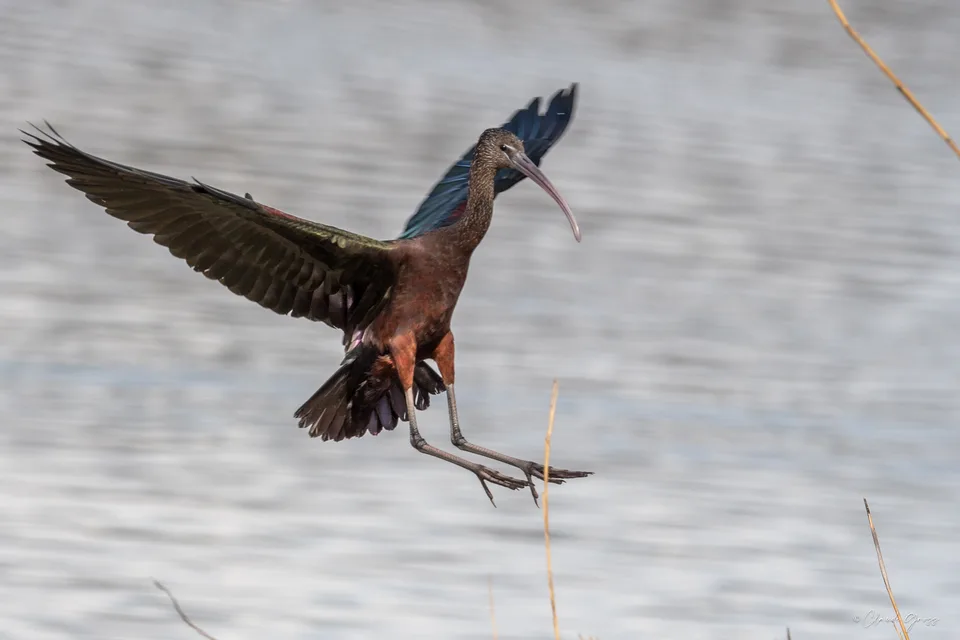 Ibis falcinelle