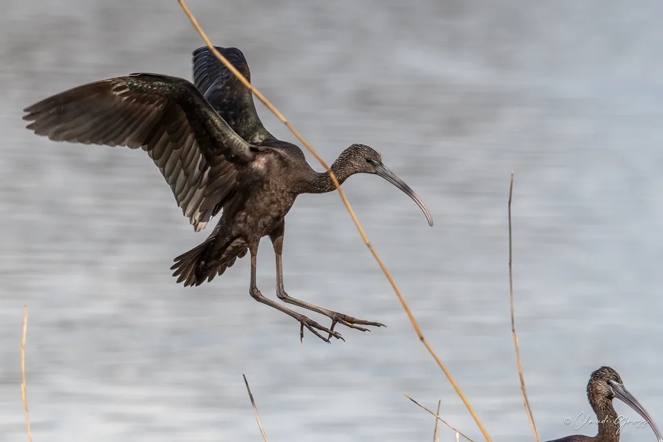 Ibis falcinelle