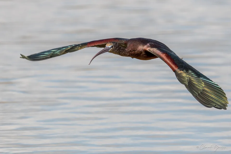 Ibis falcinelle