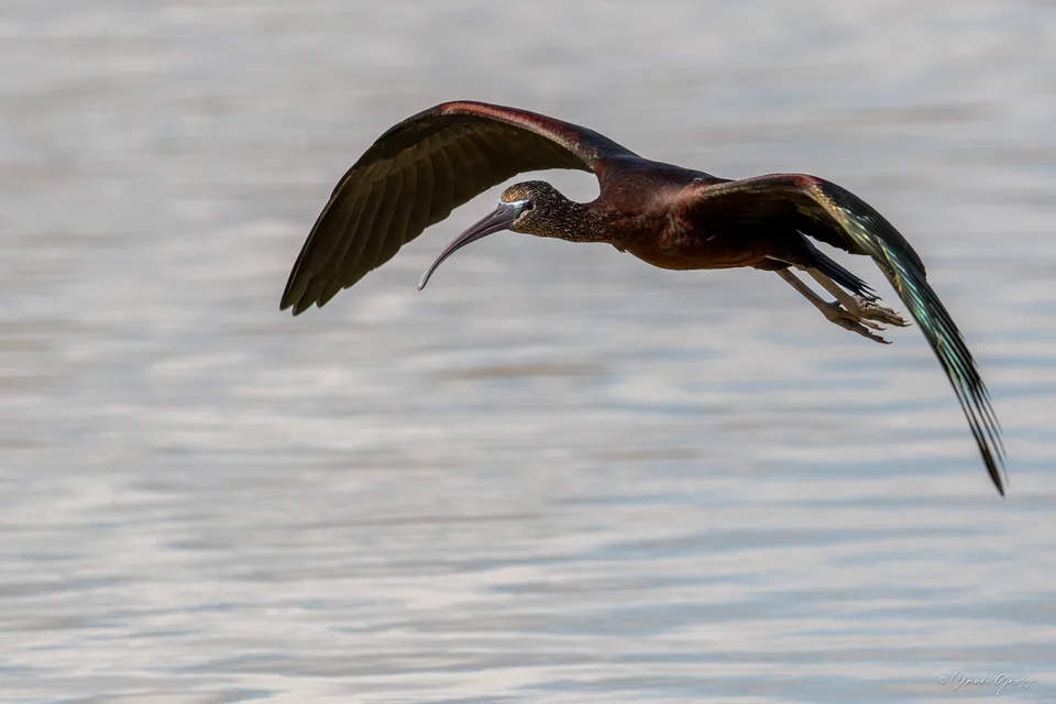 Ibis falcinelle
