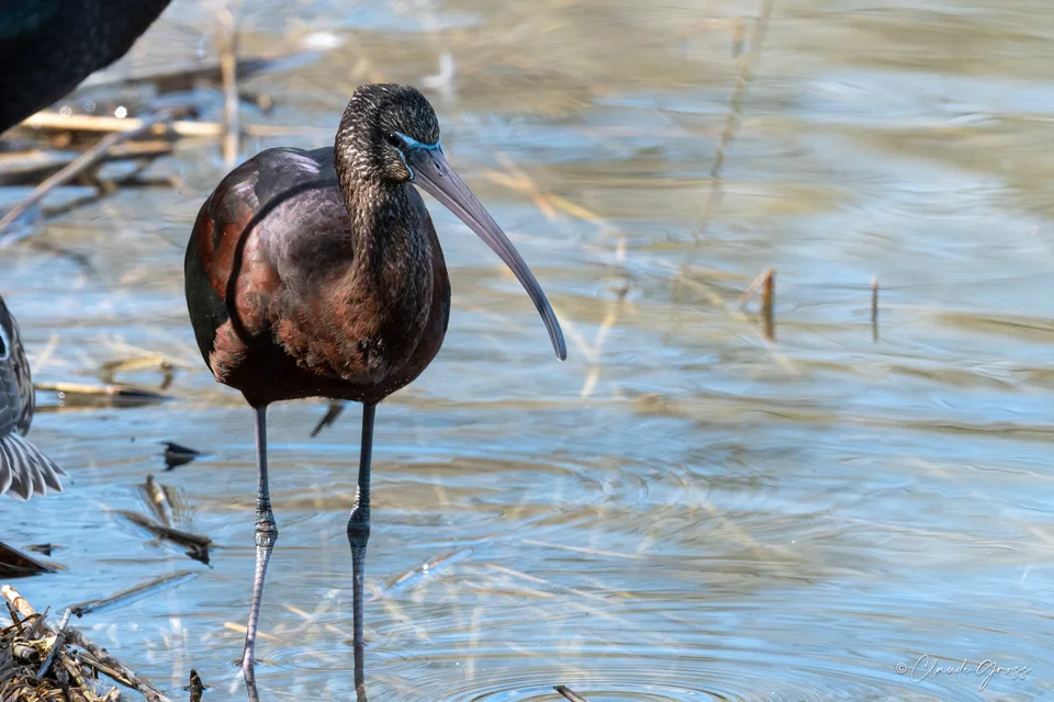 Ibis falcinelle