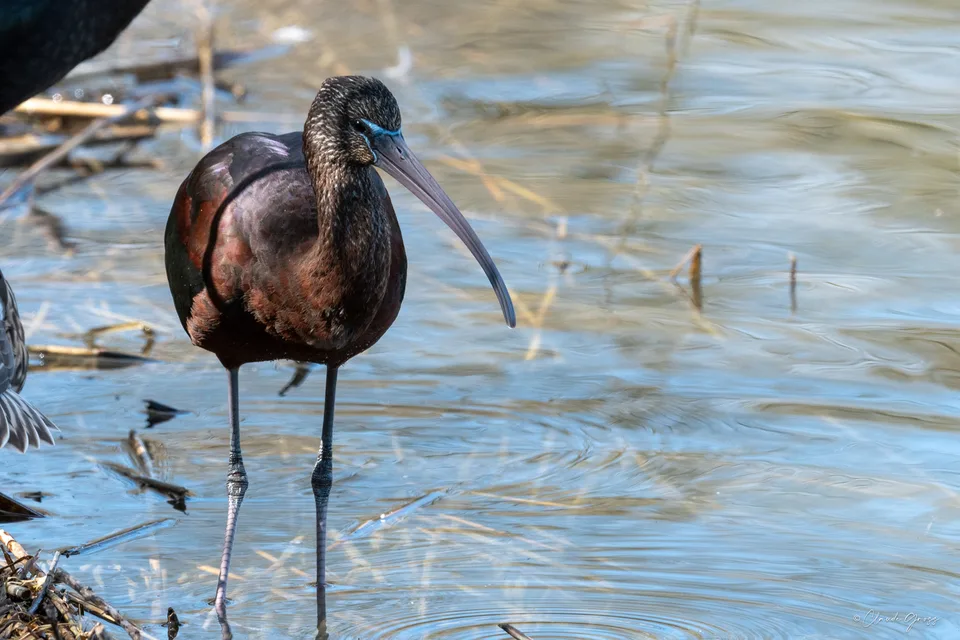 Ibis falcinelle