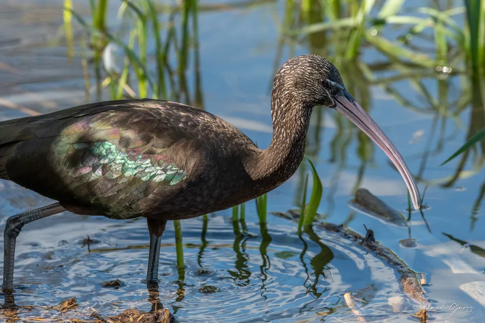 Ibis falcinelle