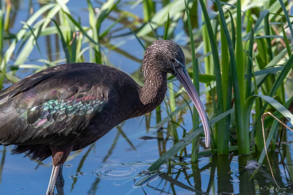 Ibis falcinelle