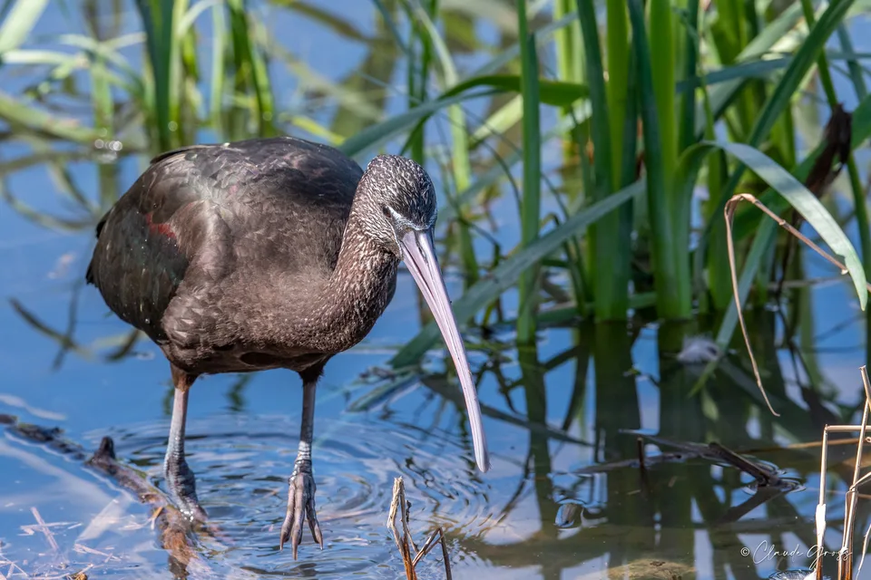 Ibis falcinelle