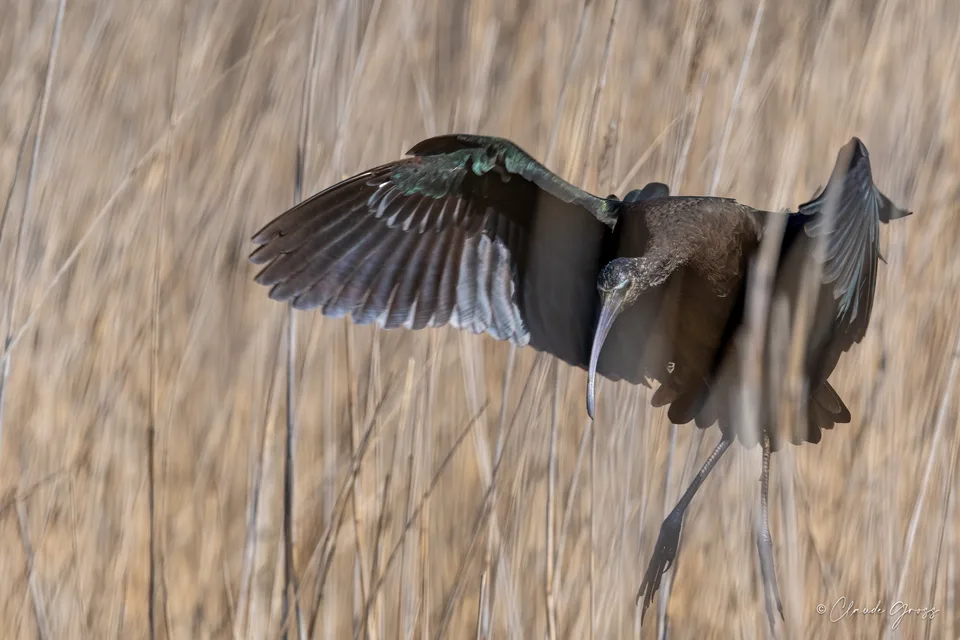 Ibis falcinelle