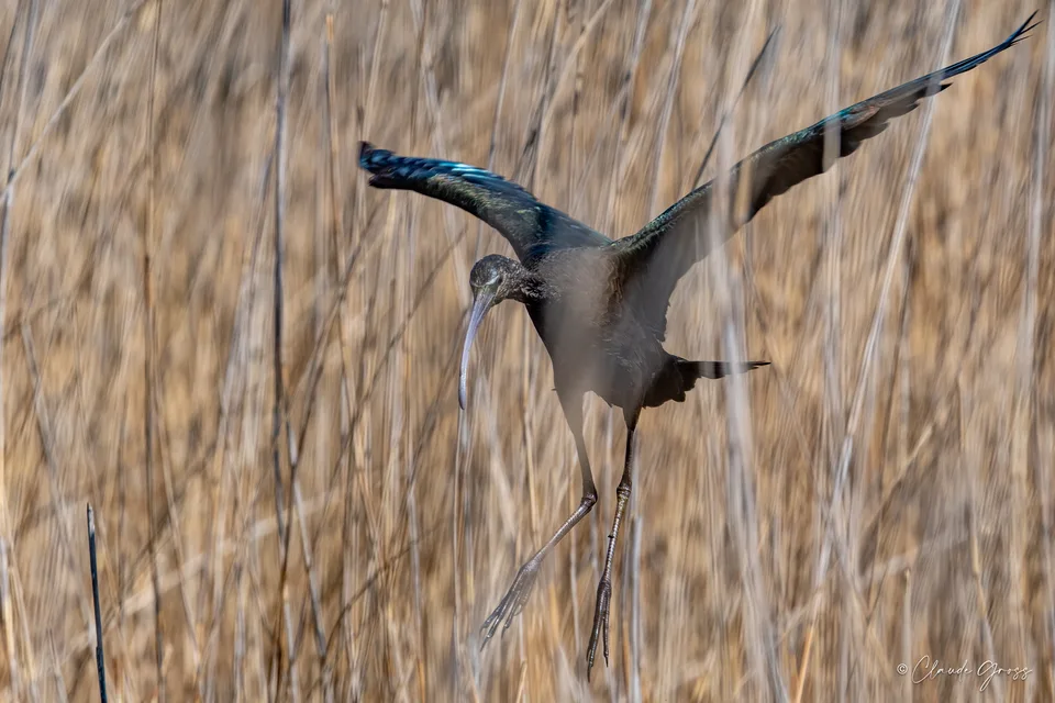 Ibis falcinelle