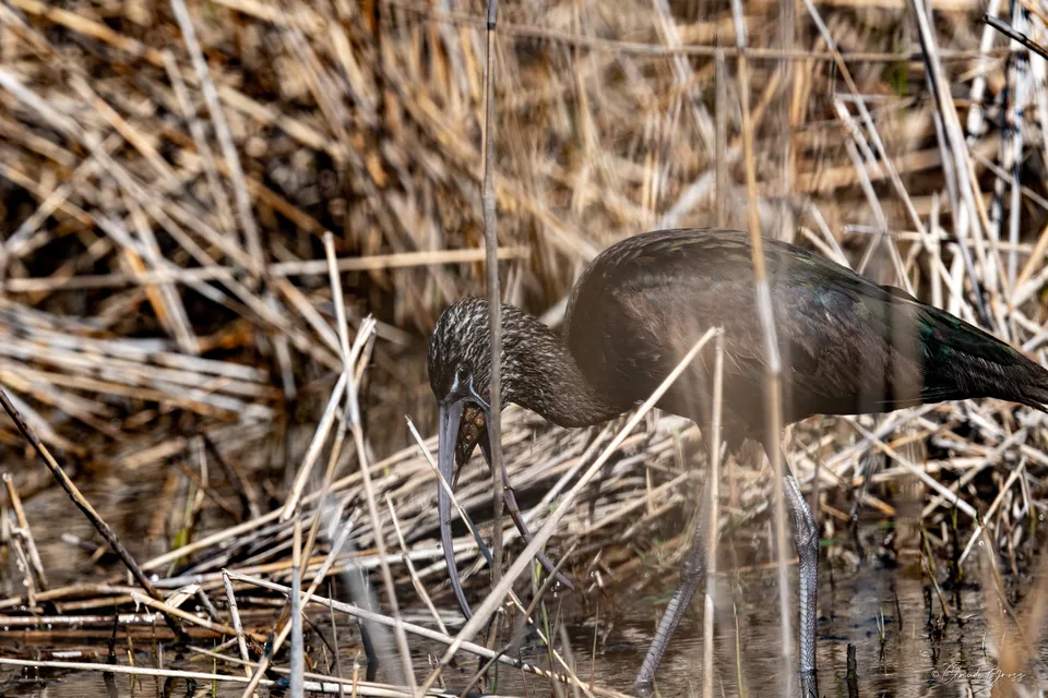 Ibis falcinelle