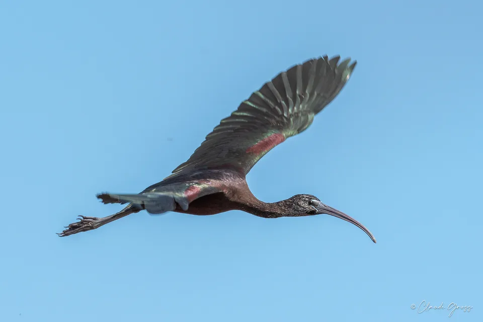 Ibis falcinelle
