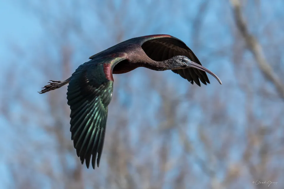 Ibis falcinelle