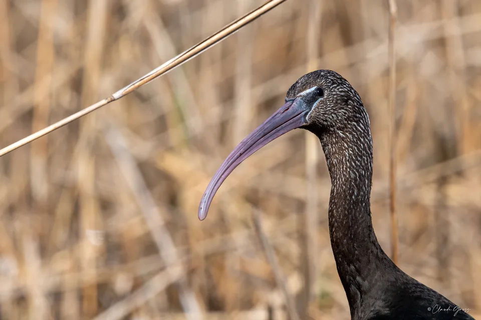 Ibis falcinelle