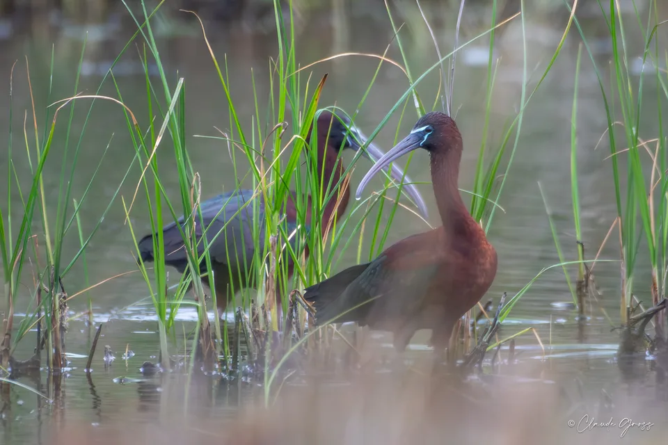 Ibis falcinelle