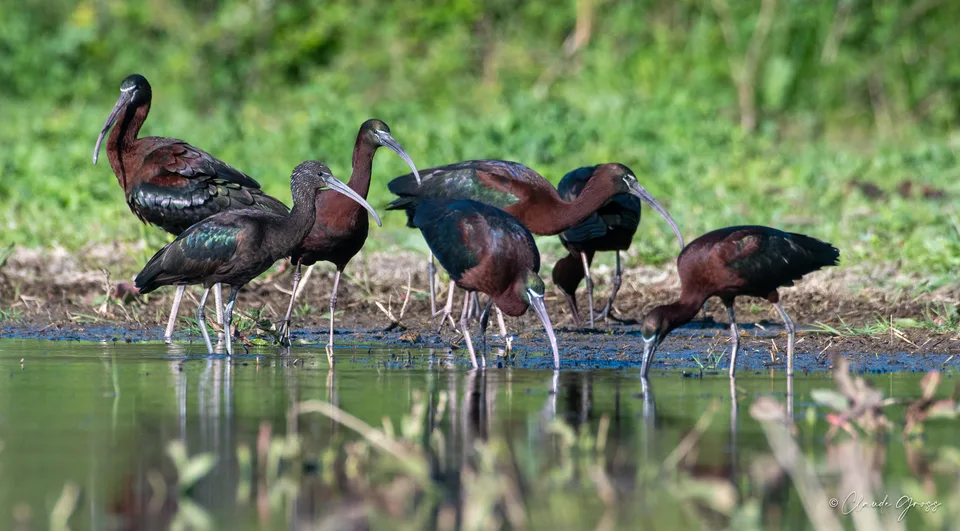 Ibis falcinelle