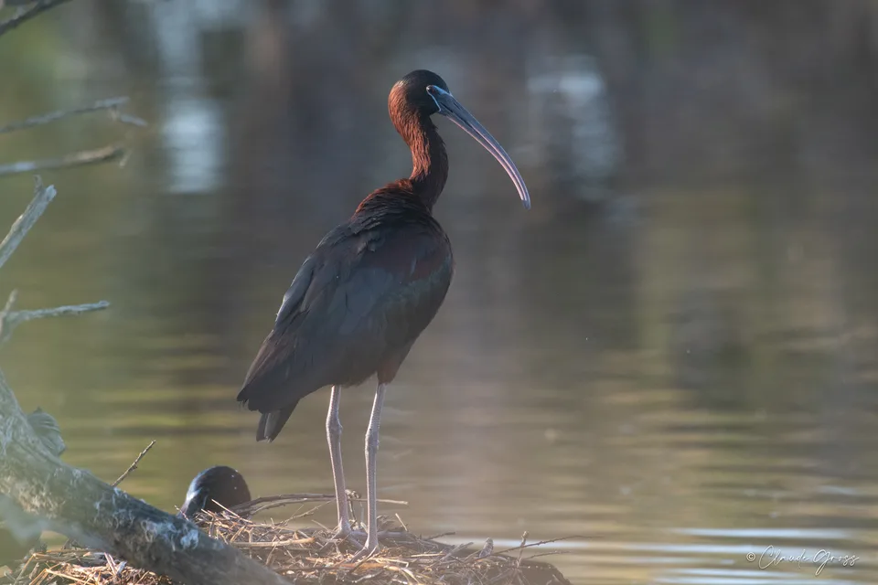 Ibis falcinelle